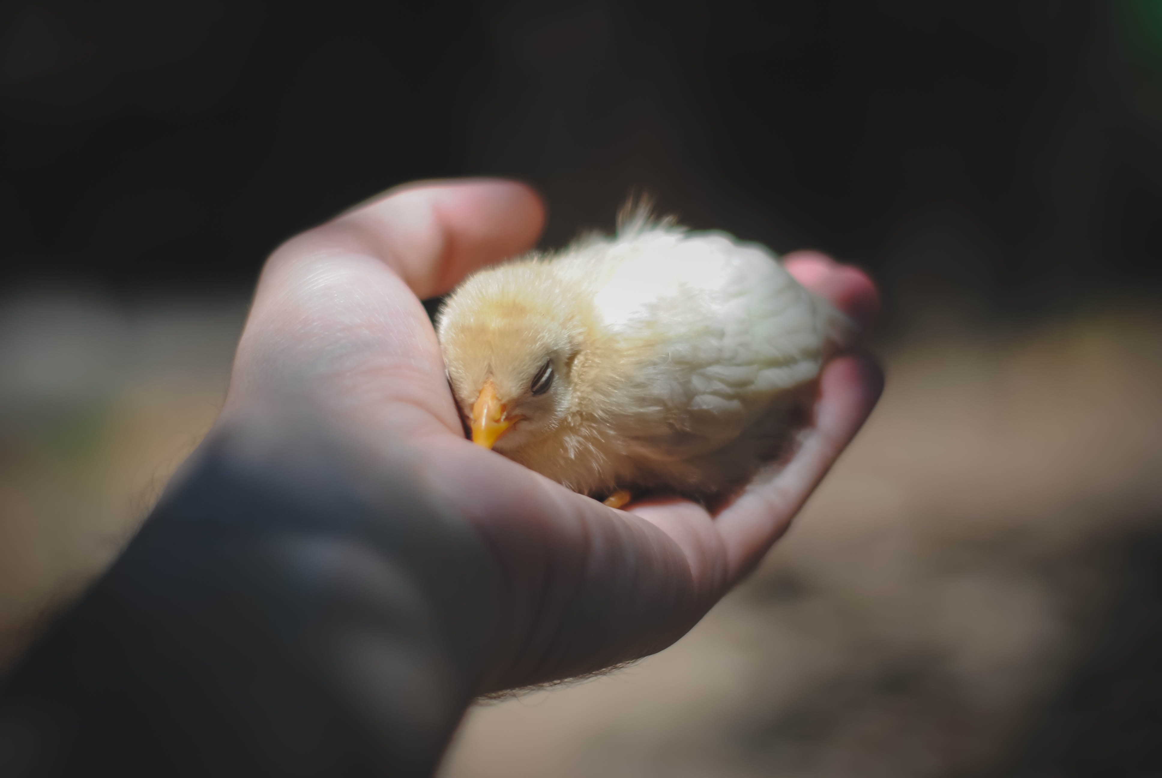 In Nederland vergassen we jaarlijks 45 miljoen kuikentjes op de eerste dag van hun leven. Zij zijn een restproduct van de ei-industrie.
